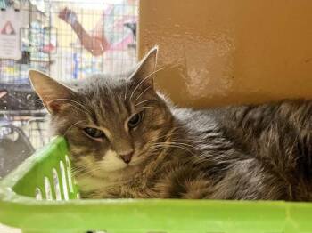 Domestic Short Hair Cats Available for Adoption in Canal Winchester, Ohio - Olive | PetCurious