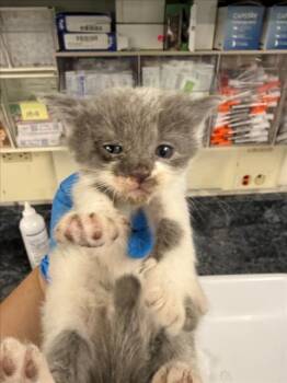 *GANDALF THE GRAY TOE -  Domestic Short Hair Cat for Adoption in Woodland, California - *GANDALF THE GRAY TOE | PetCurious