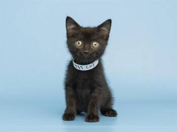 JUMBA -  Domestic Short Hair Cat for Adoption in Phoenix, Arizona - JUMBA | PetCurious