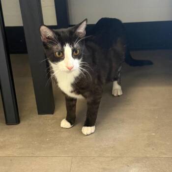Oreo -  Domestic Short Hair Cat for Adoption in Garfield, Arkansas - Oreo | PetCurious