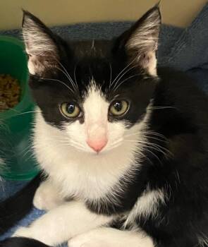 Inspector Biscuit -  Domestic Short Hair Cat for Adoption in Christiansburg, Virginia - Inspector Biscuit | PetCurious