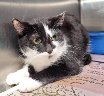 Domestic Short Hair Cats Available for Adoption in Hopkinsville, Kentucky - Turtle | PetCurious