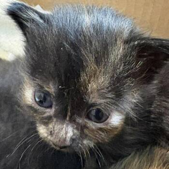Bee Bop -  Domestic Long Hair Cat for Adoption in Winchester, Virginia - Bee Bop | PetCurious
