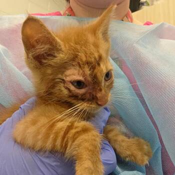 Messi (Kitten 1) -  Domestic Short Hair Cat for Adoption in Chattanooga, Tennessee - Messi (Kitten 1) | PetCurious
