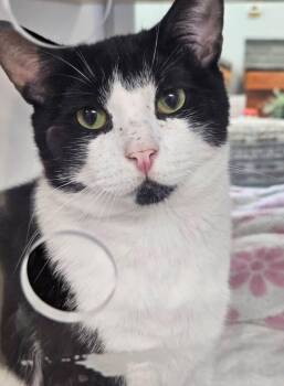 Rescue Domestic Short Hair Cats for Adoption in Bloomfield, Connecticut - Donald | PetCurious
