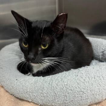 Margot Robbie -  Domestic Short Hair Cat for Adoption in Los Angeles, California - Margot Robbie | PetCurious