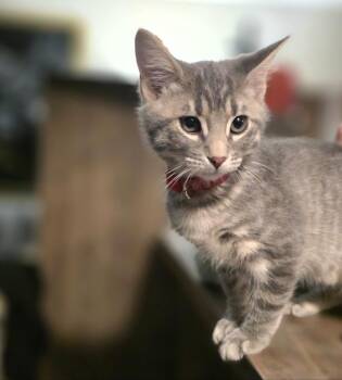 Ned -  Domestic Short Hair Cat for Adoption in Lincoln, Nebraska - Ned | PetCurious