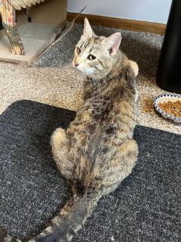 Rescue Domestic Short Hair Cats for Adoption in Monticello, Minnesota - Eva | PetCurious