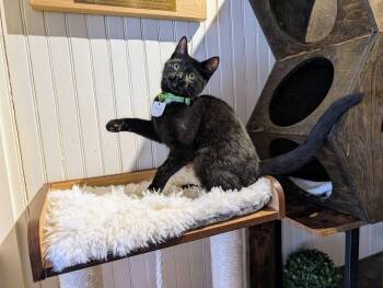 Domestic Short Hair Cats Available for Adoption - Kelly | PetCurious