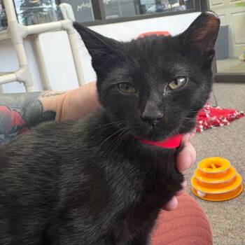Tina -  Domestic Short Hair Cat for Adoption in Buffalo, New York - Tina | PetCurious