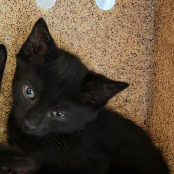Joey -  Domestic Short Hair Cat for Adoption in Reno, Nevada - Joey | PetCurious