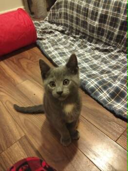 Rainbow -  Domestic Short Hair Cat for Adoption in Hamilton, Ontario - Rainbow | PetCurious