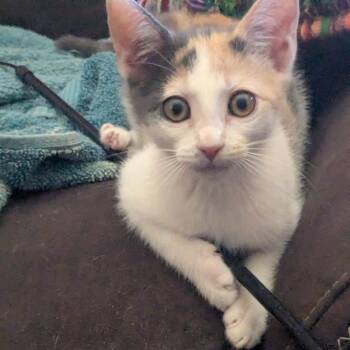 Rescue Domestic Short Hair Cats for Adoption in Los Angeles, California - Maya | PetCurious