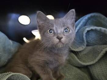 Domestic Short Hair Cats Available for Adoption in Auburn, California - GINA CARANO | PetCurious