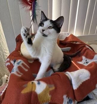 Rescue Domestic Medium Hair Cats for Adoption in Brooksville, Florida - Roo | PetCurious