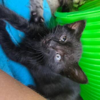Tansy (Green) -  Domestic Short Hair Cat for Adoption in Belfair, Washington - Tansy (Green) | PetCurious