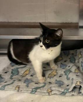 GINGER -  Domestic Short Hair Cat for Adoption in Chula Vista, California - GINGER | PetCurious