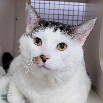 Domestic Short Hair Cats Available for Adoption in Meriden, Connecticut - Thomas! Hefty Lovebug! | PetCurious