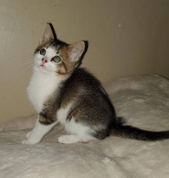 Calico Cats Available for Adoption in Livonia, Michigan - Fg Litter Cyan | PetCurious