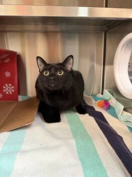 Rescue Domestic Short Hair Cats for Adoption in Pontiac, Michigan - Oscar | PetCurious