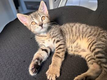 Poe (must adopt with Edgar) -  Tabby Cat for Adoption in New Bedford, Massachusetts - Poe (must Adopt With Edgar) | PetCurious