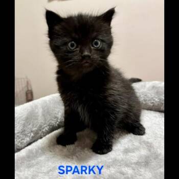 Domestic Short Hair Cats Available for Adoption in Chalfont, Pennsylvania - Sparky | PetCurious