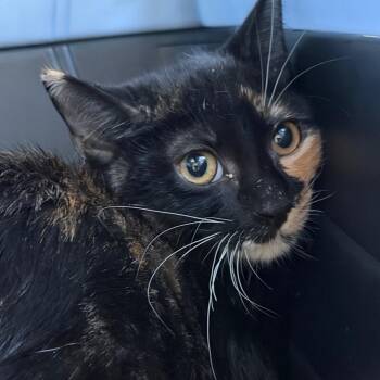 Joan Crawford -  Domestic Short Hair Cat for Adoption in Gainesville, Florida - Joan Crawford | PetCurious