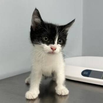 Megatron -  Domestic Short Hair Cat for Adoption in Indianapolis, Indiana - Megatron | PetCurious