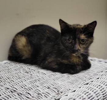 Willow -  Domestic Short Hair Cat for Adoption in Bloomington, Indiana - Willow | PetCurious