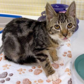 Maiden -  Domestic Short Hair Cat for Adoption in Woodinville, Washington - Maiden | PetCurious