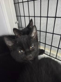 Nighthawk -  Domestic Short Hair Cat for Adoption in Salmon, Idaho - Nighthawk | PetCurious