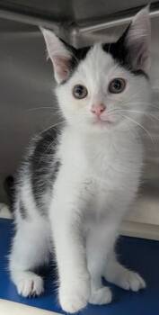 Guacamole -  Domestic Short Hair Cat for Adoption in Evansville, Indiana - Guacamole | PetCurious