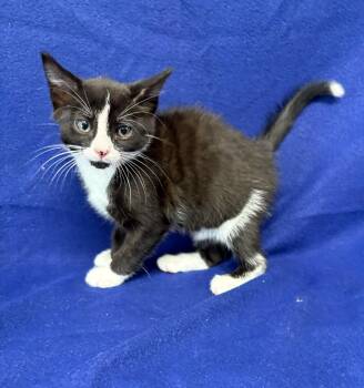 Waffle -  Domestic Short Hair Cat for Adoption in Valdosta, Georgia - Waffle | PetCurious