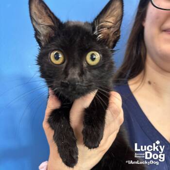 Goth -  Domestic Short Hair Cat for Adoption in Washington, District Of Columbia - Goth | PetCurious