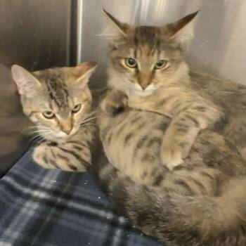 Torbie Cats Available for Adoption - Kassidy & Kylene (bonded Pair) | PetCurious
