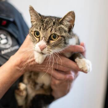 HILDA-30858 -  Domestic Short Hair Cat for Adoption in Memphis, Tennessee - HILDA-30858 | PetCurious