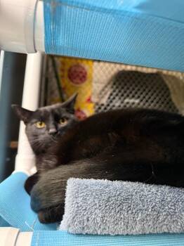 Domestic Short Hair Cats Available for Adoption in Syracuse, Indiana - Max | PetCurious