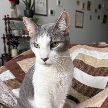 Westin -  Domestic Medium Hair Cat for Adoption in Columbus, Ohio - Westin | PetCurious