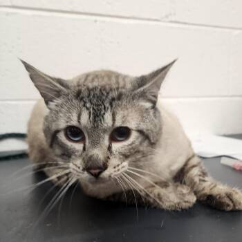 Siamese Cats Available for Adoption in Evensville, Tennessee - Tarak | PetCurious