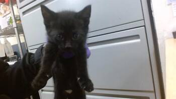 Domestic Short Hair Cats Available for Adoption in Doral, Florida - TOPPER | PetCurious