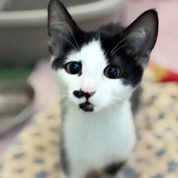 Dollop -  Domestic Short Hair Cat for Adoption in South Elgin, Illinois - Dollop | PetCurious