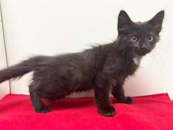 GWEN -  Domestic Medium Hair Cat for Adoption in Sacramento, California - GWEN | PetCurious