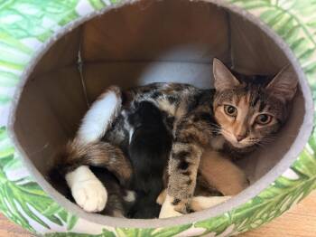 Crumpet -  Domestic Short Hair Cat Available for Adoption in Bethel Park, Pennsylvania - Crumpet | PetCurious