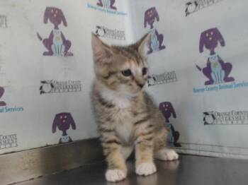 CARAMEL -  Domestic Short Hair Cat for Adoption in Orlando, Florida - CARAMEL | PetCurious