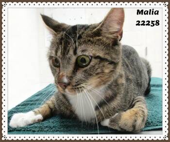 MALIA -  Domestic Short Hair and Tabby Cat for Adoption in Marietta, Georgia - MALIA | PetCurious