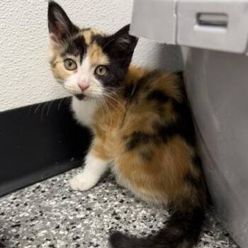 Checkers -  Domestic Short Hair Cat for Adoption in Bryan, Ohio - Checkers | PetCurious