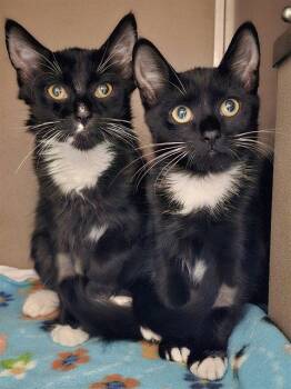 GALAHAD -  Domestic Medium Hair Cat for Adoption in Clyde, North Carolina - GALAHAD | PetCurious
