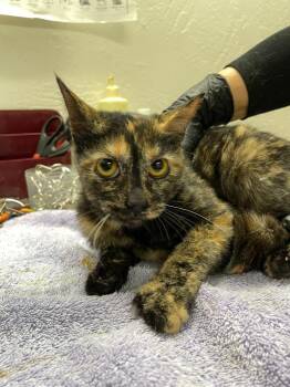 Domestic Short Hair Cats Available for Adoption in Chico, California - Kumo | PetCurious