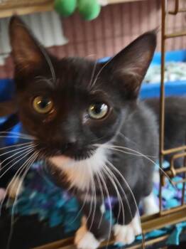 Domestic Medium Hair Cats Available for Adoption - Billy | PetCurious