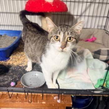 Skittles -  American Shorthair Cat for Adoption - Skittles | PetCurious